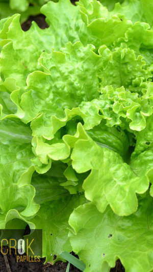 Salade verte - A l'unité